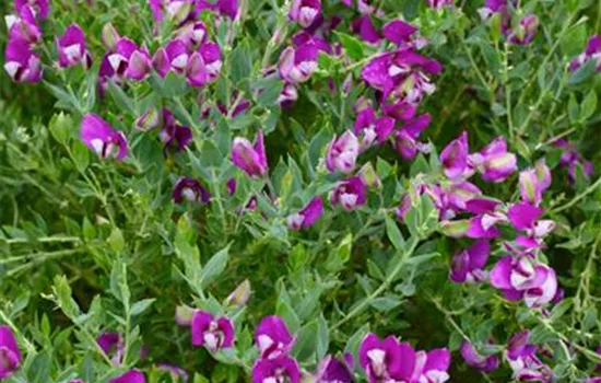 Kreuzblume