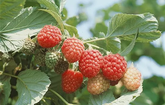 Himbeere 'Autumn Bliss'(s) Himbeere 'Autumn Bliss'(s)