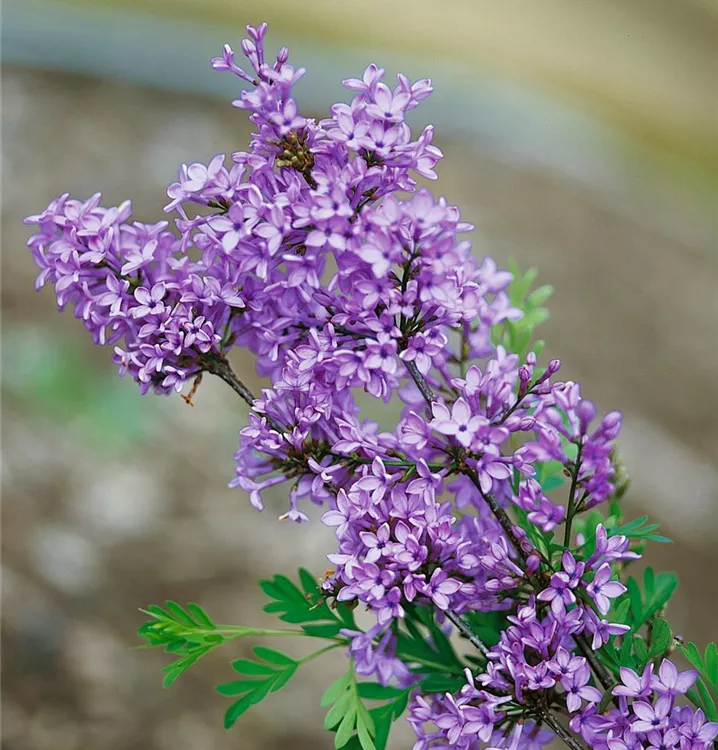 Afghanischer Flieder