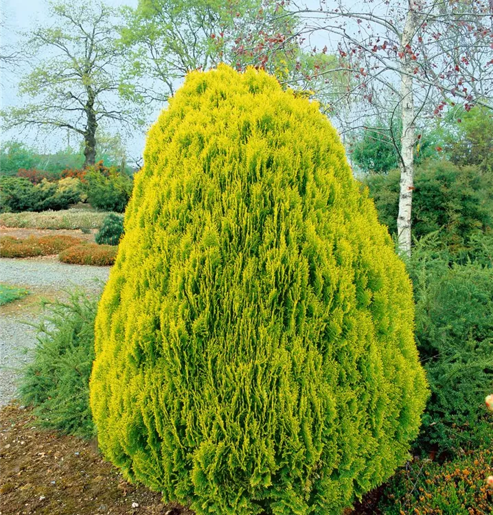 Gelber Zwerg-Lebensbaum 'Aurea Nana'