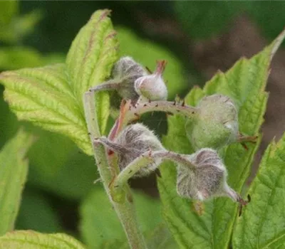 Blütenstecher an Himbeeren Blütenstecher an Himbeeren