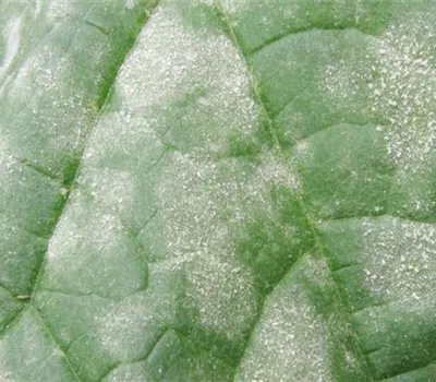 Echter Mehltau an Gurken