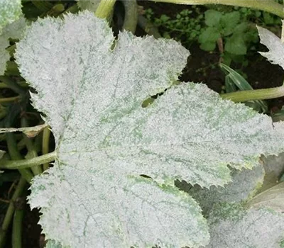 Echter Mehltau an Zucchini