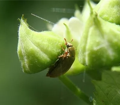 Himbeerkäfer Himbeerkäfer
