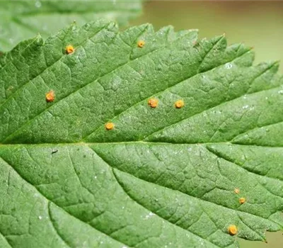 Rost an Himbeeren Rost an Himbeeren