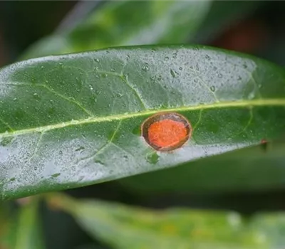 Schrotschusskrankheit bei Lorbeerkirschen