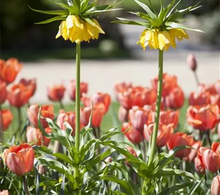 Kaiserkronen – Prachtblumen hoch hinaus