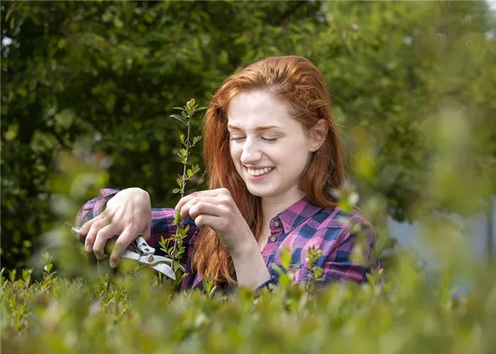 Hecke schneiden – Zeit für eine neue Frisur im Garten