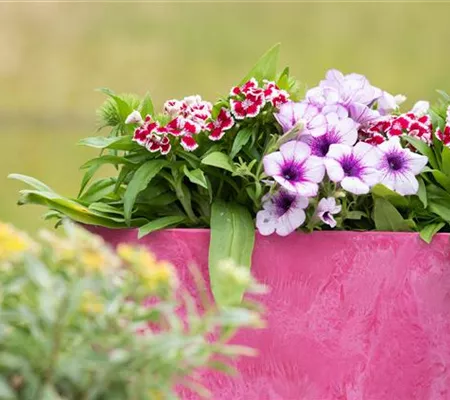 Kleiner Kasten, große Wirkung! Balkonpflanzen als Blickfang