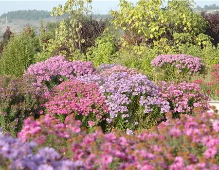 Mit schönen Beetpflanzen für neuen Glanz im Blumenbeet sorgen Mit schönen Beetpflanzen für neuen Glanz im Blumenbeet sorgen