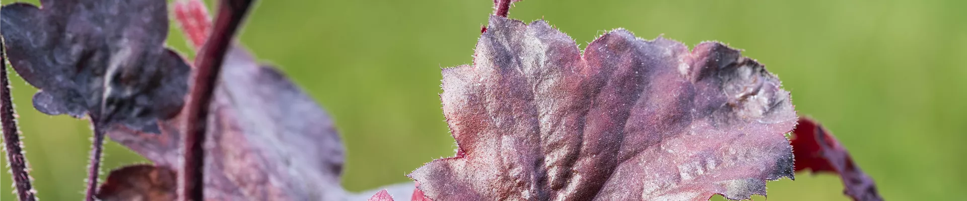 Silberglöckchen - Einpflanzen im Garten (thumbnail).jpg