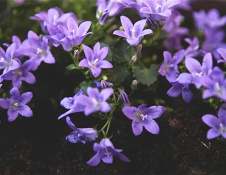 Dalmatiner Polster-Glockenblume - Einpflanzen im Garten