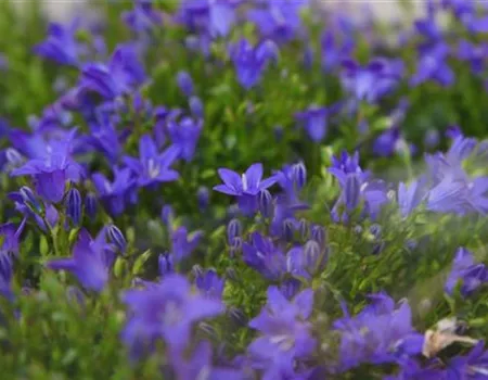 Glockenblume - Einpflanzen in den Garten