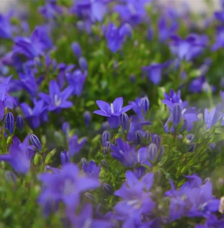 Glockenblume - Einpflanzen in den Garten