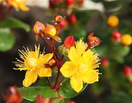 Johanniskraut - Einpflanzen im Garten