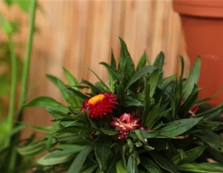 Garten-Strohblume - Einpflanzen in ein Gefäß