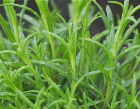 Lavendel - Einpflanzen im Garten