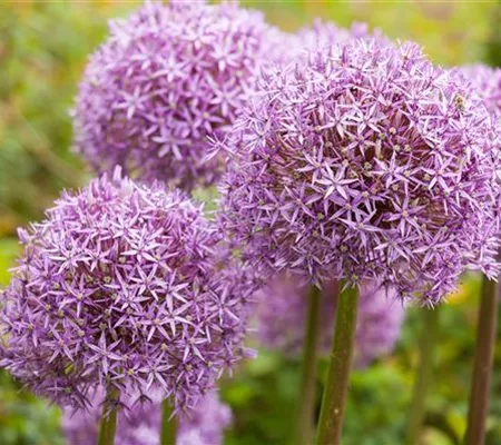 Allium – pflegeleichter Zierlauch als Gartenschmuck