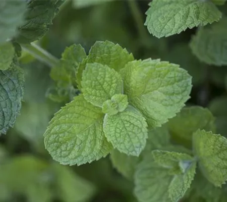 Die Apfel-Minze: der samtige Riese im Kräuterbeet