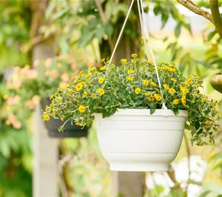 Ein Husarenknopf für den sommerlichen Balkon 