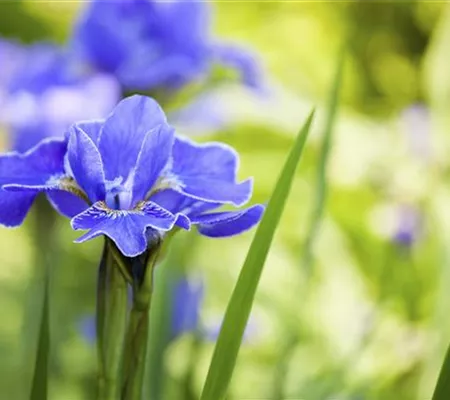 Die Iris – eine Pflanzen-Schönheit mit vielen Gesichtern