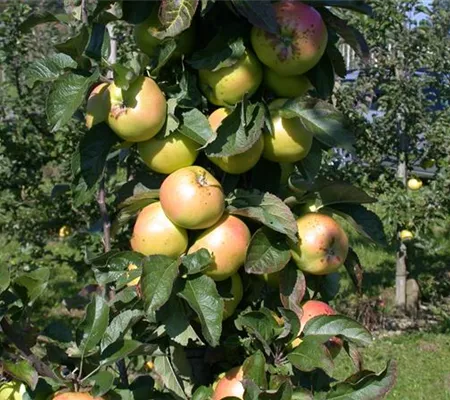 Die Streuobstwiese – Gesundheit zum Selberpflücken