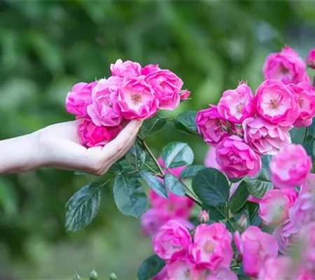 Die Rose – Wellness und Schönheit in einem