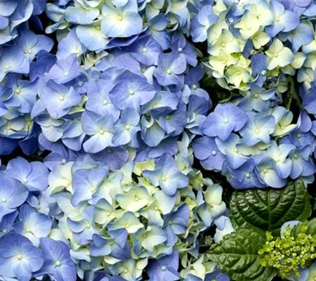 Der schöne Garten-Klassiker – die Hortensie