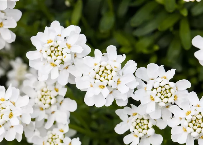 Die immergrüne Schleifenblume – Farbe garantiert