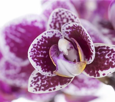 Orchideen für Anfänger und Profis