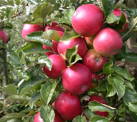 Obstbäume veredeln – frische neue Früchte