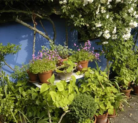 Die Blumentreppe – Blüten wollen hoch hinaus