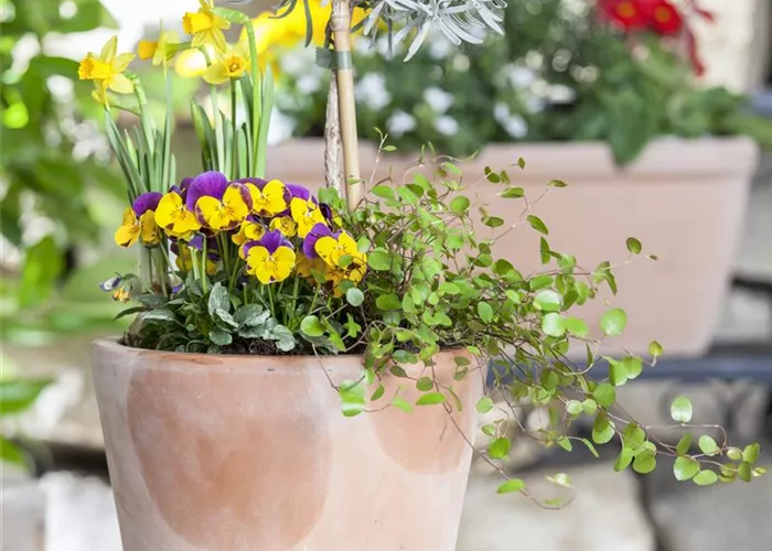 Blumenzwiebeln – einpflanzen in ein Gefäß