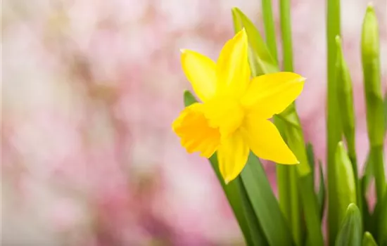 Frühling auf dem Balkon: Frühblüher pflanzen im Herbst