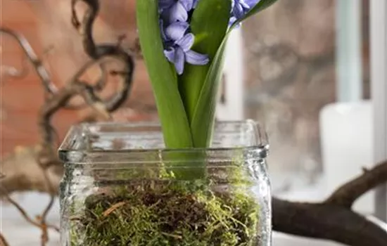 Weihnachtliche Geschenkidee: Blumenzwiebeln im Glas