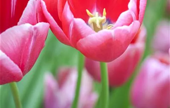 Tulpen im Garten – der bunte Wahnsinn 