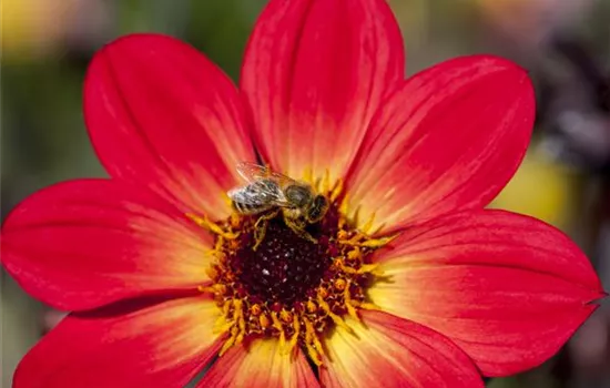 Dahlien – die Blühwunder im Hochsommer