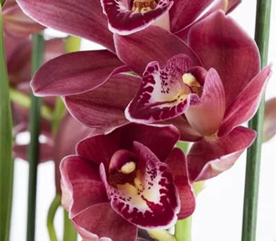 Orchideen als Schnittblume Orchideen als Schnittblume