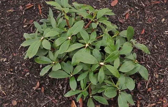 Rhododendron - Zurückschneiden im Frühling