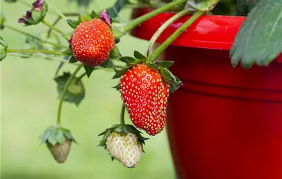 Erdbeeren im Topf ziehen