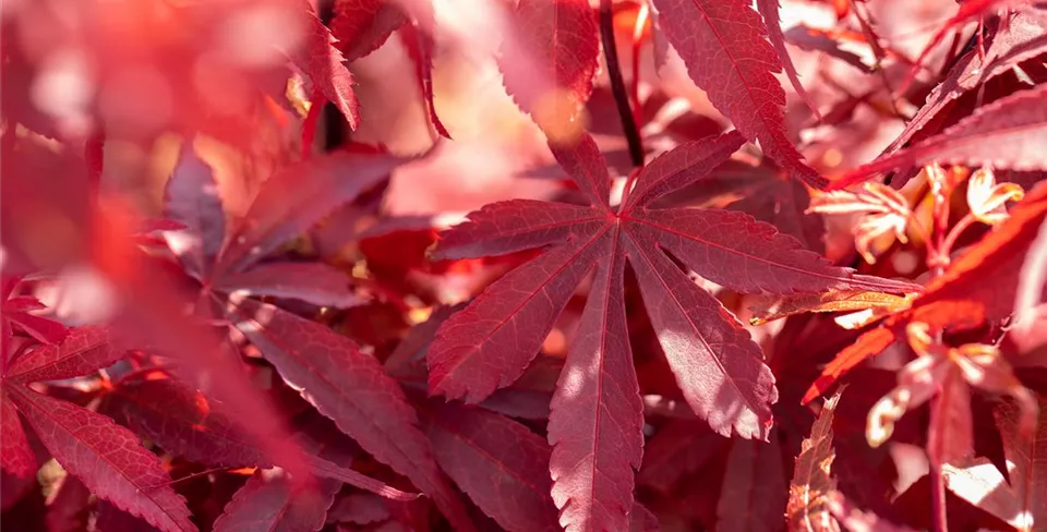 Acer palmatum 'Skeeter´s Broom'