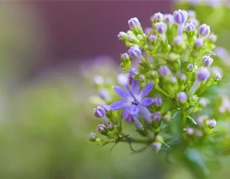 Blaues Halskraut - Einpflanzen im Garten