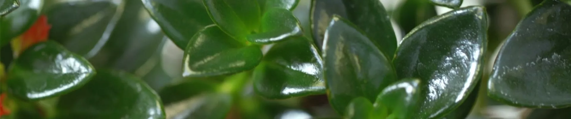 Kußmäulchen - Umtopfen (thumbnail).jpg