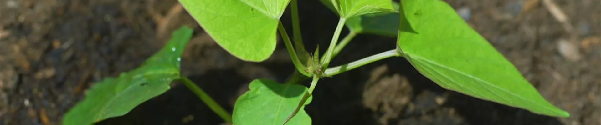 Süßkartoffeln - Einpflanzen im Gemüsebeet (Thumbnail).jpg Süßkartoffeln - Einpflanzen im Gemüsebeet (Thumbnail).jpg