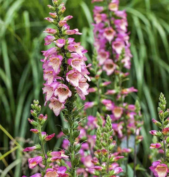 Garten-Fingerhut