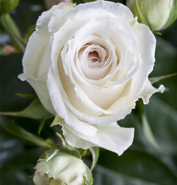 Edelrose