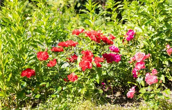 Beetrosen pflanzen und wunderschöne Blüten bewundern