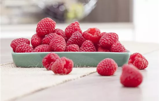 Himbeeren pflanzen und leckere Snacks genießen Himbeeren pflanzen und leckere Snacks genießen