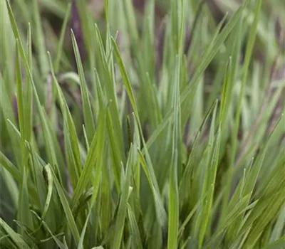 Garten-Zittergras 'Limouzi'