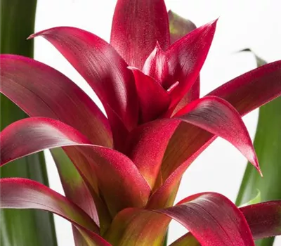 Bromelien, eine Leidenschaft für sich 